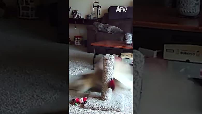 Just everyday cat things πΉ #afv #caughtoncamera #funnyvideos #shorts