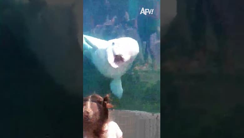 MwaaAAAAAAH π³ #afv #belugawhales #funnyvideos #shorts