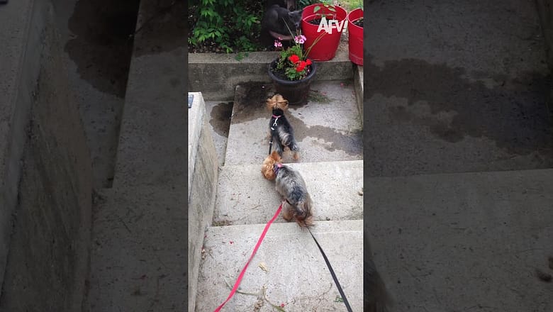 Real Dogs of Simi Valley πΉ #afv #dogs #cats #funny #shorts