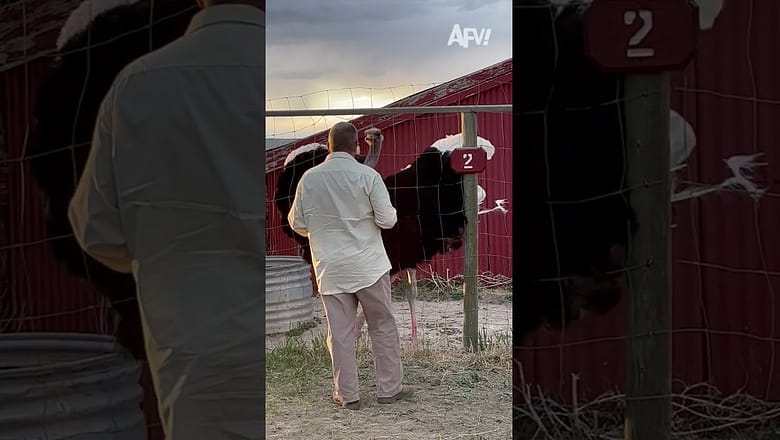 This would make me feel so special π€© #afv #funnyvideos #shorts