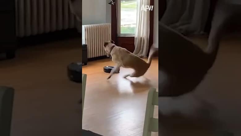 WHERE’D THAT COME FROM!? π€£ #afv #dogs #funny #shorts