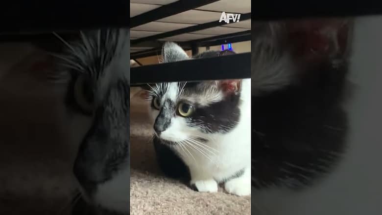 Which cat would you prefer? πΉ #afv #cats #funny #shorts