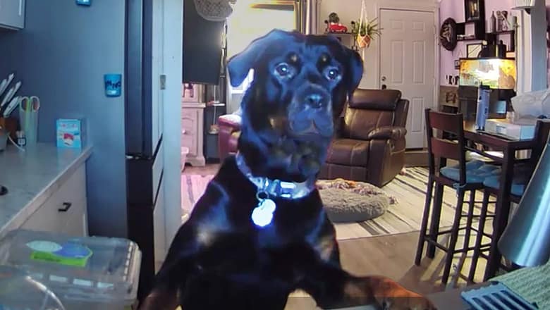 AFV’s Funniest Dogs! πΆ Best Puppy Fails