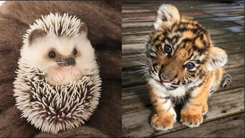 AWW Animals SOO Cute! Cute baby animals Videos Compilation cute moment of the animals #18 2025