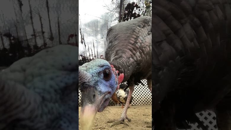 Curiosity wins this round ππ¦ #afv #funny #shorts