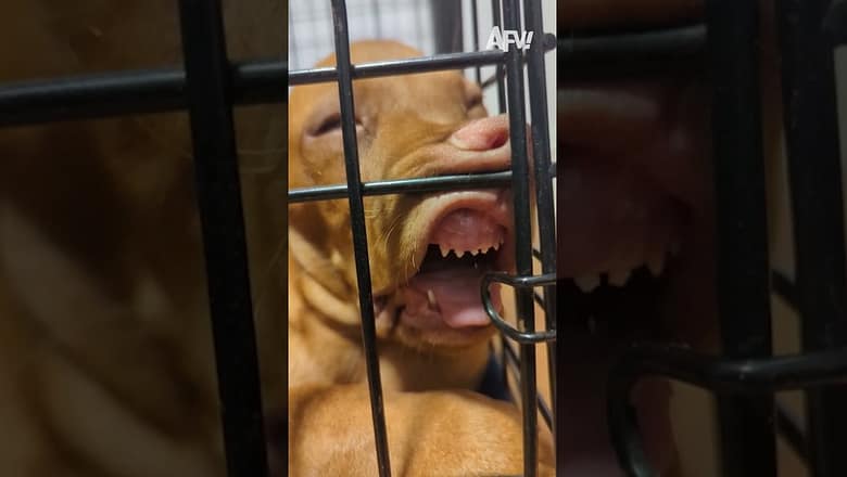 Ever been so tired that you’ll sleep anywhere? π #afv #dogs #funny #shorts