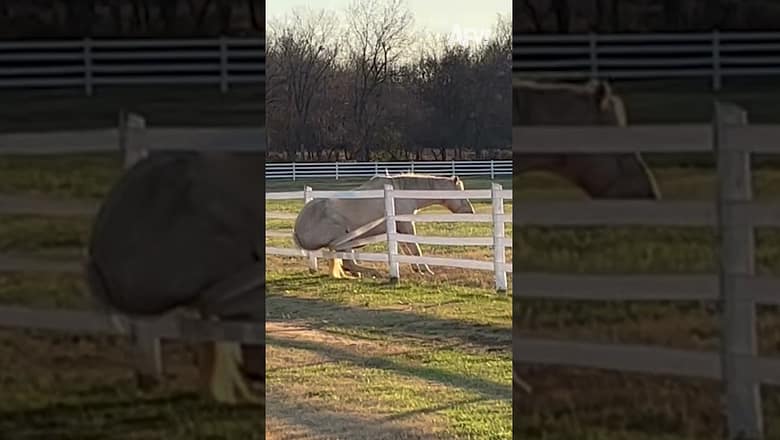 Everyone deserves a lazy Sunday 😌 #afv #horses #funny #shorts