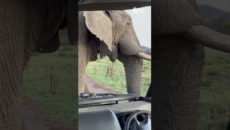 Good morning to you too π #afv #elephants #funny #shorts