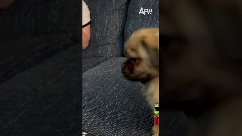 He’s hiding and waiting for them to seek π #afv #dogs #funny #shorts
