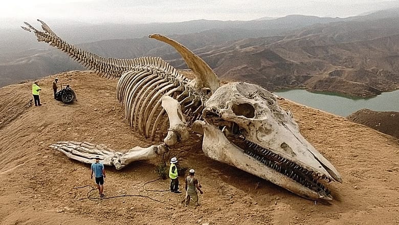 History’s Most Dangerous Sea Monster Found on a Mountain in Canada