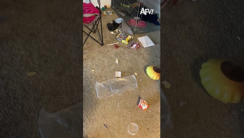 I’ll give you one hint… πΆ #afv #dogs #funny #shorts