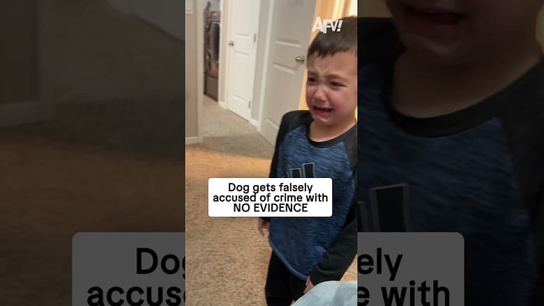 I’m his lawyer, he’s innocent π
#afv #dogs #funny #shorts