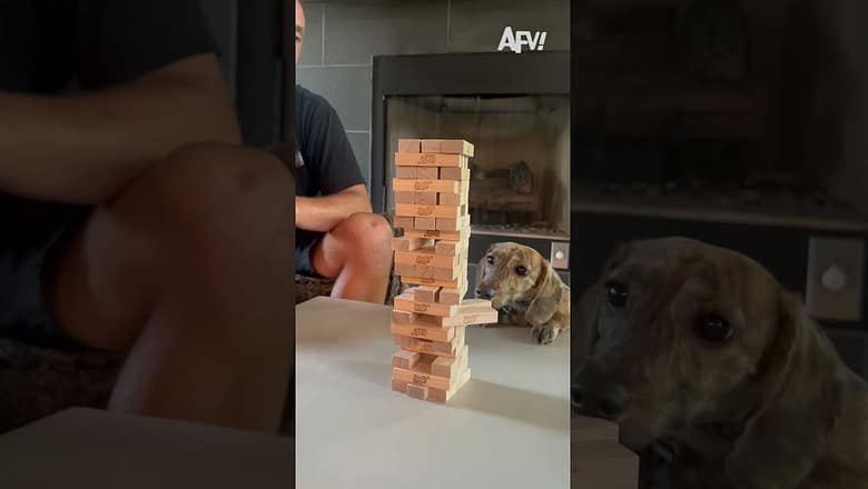 Texas knows how to hold ’em π #afv #dogs #funny