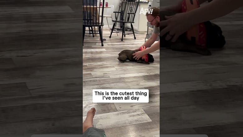 That’s just doggone adorable π₯° #afv #dogs #funny #shorts