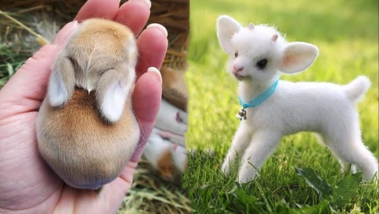 AWW Animals SOO Cute! Cute baby animals Videos Compilation cute moment of the animals #21 2025