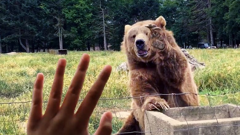 CRAZIEST Wild Animal Encounters ๐ฑ Close Calls Caught on Camera