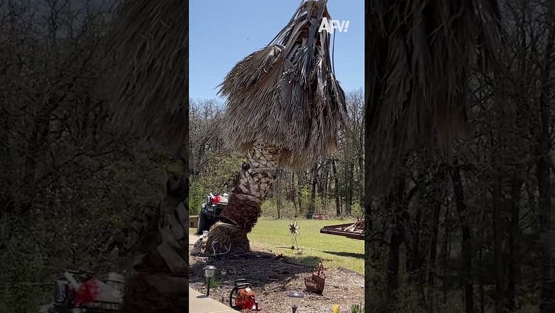 Do NOT hire me for your tree removal needs