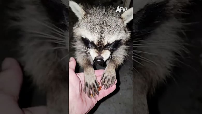 I accidentally adopted a horde of raccoons