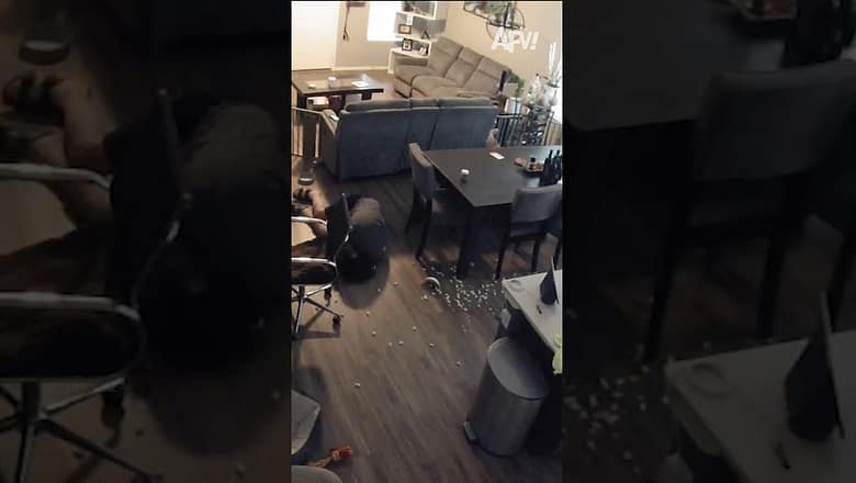 My dog gate was more effective than I realized