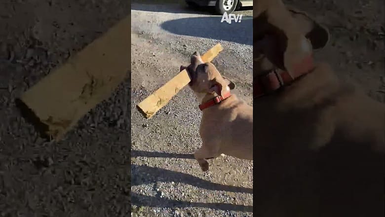 My dog REALLY wants to show you his new stick