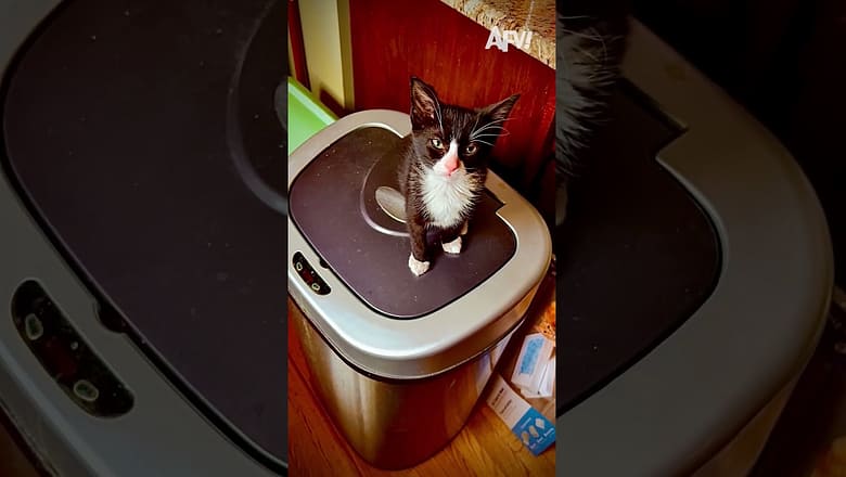 The world’s first environmentally conscious cat