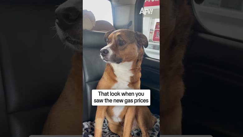 This dog has seen some things π
#afv #dogs #funny #shorts