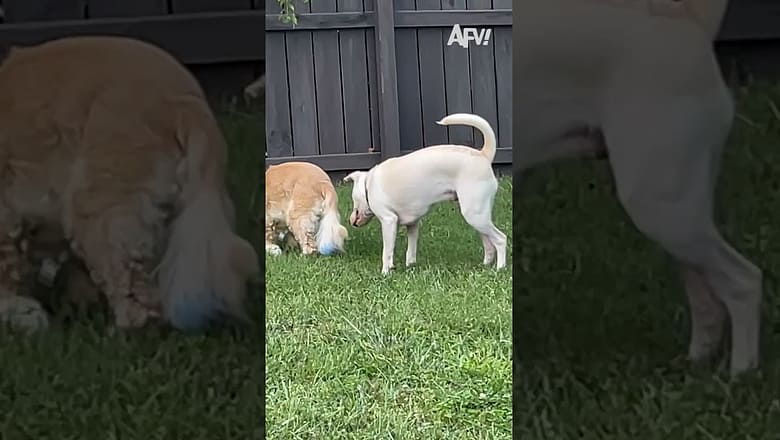 Where could it be? π€£ #afv #dogs #funny #shorts