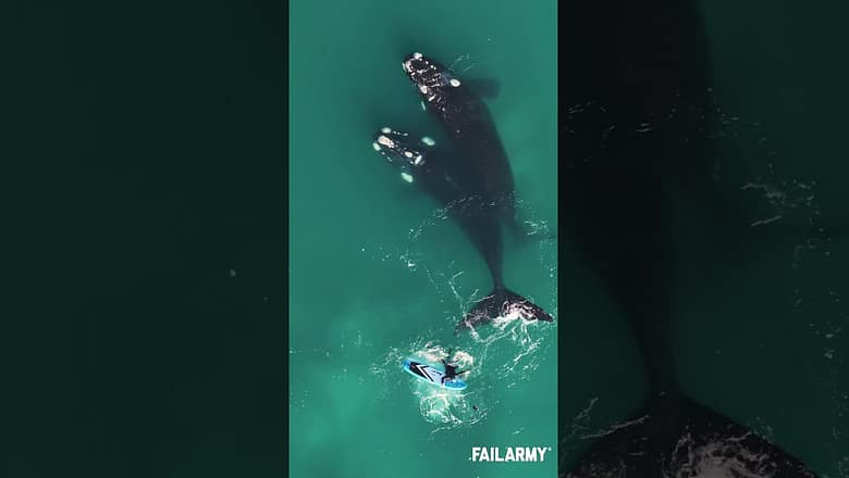 Humpback Whale Fail!