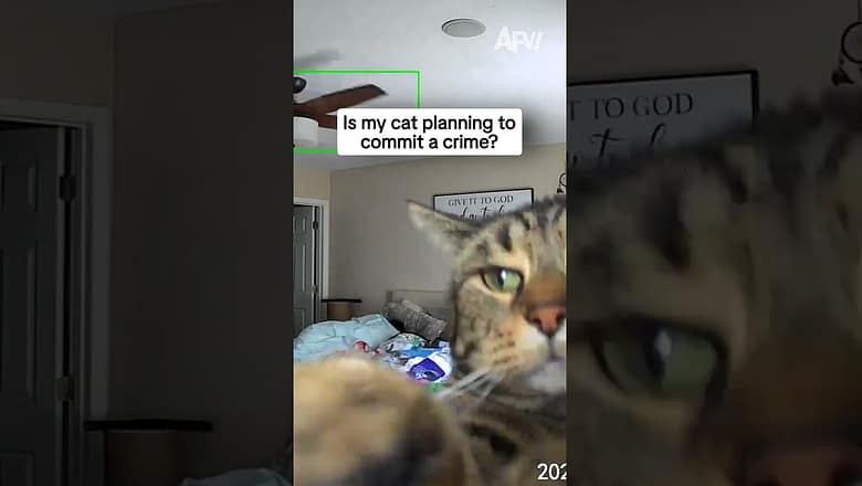 Is my cat planning to commit a crime?