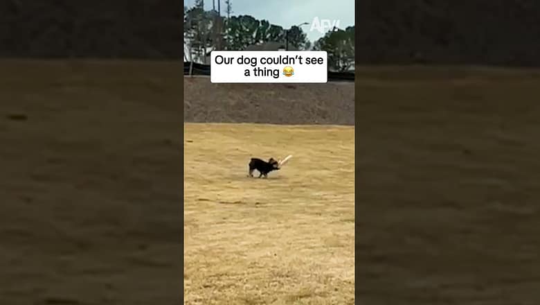 Our dog couldn’t see a thing ๐