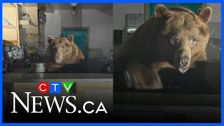 Police find bear behind counter of Calif. ice cream shop