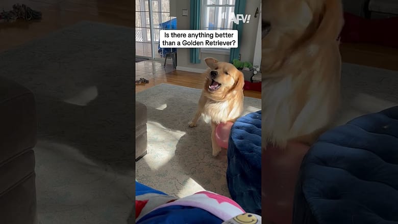 Is there anything better than a Golden Retriever?