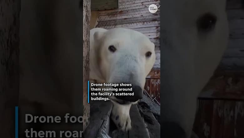 Polar bears take over Soviet-era research station #Shorts