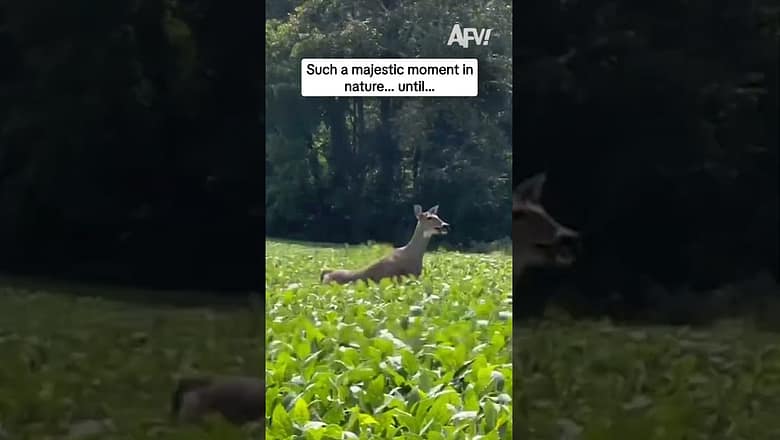 Such a majestic moment in nature… until…