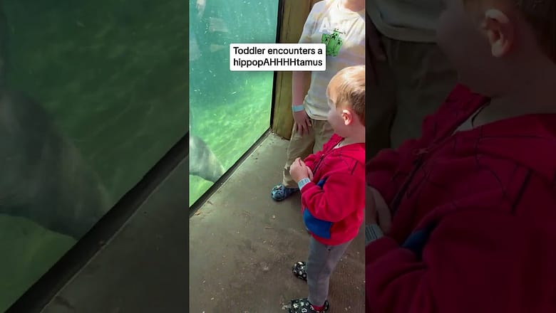 Toddler encounters a hippopAHHHHpotamus
