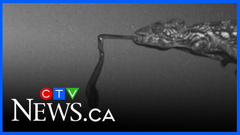 What are ‘ballistic tongues?’ Take a look at this slimy new study