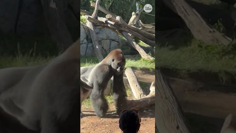 Charging gorilla cracks glass of viewing area, scares guests