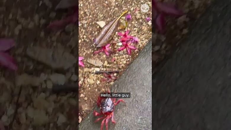 Crabs swarm Christmas Island amid annual migration