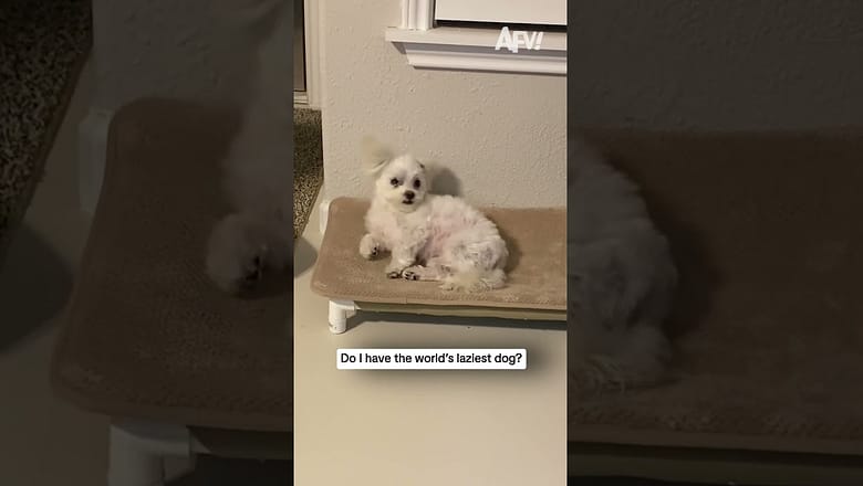 Do I have the world’s laziest dog?