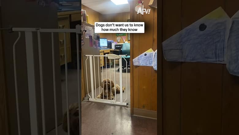 Dogs don’t want us to know how much they know