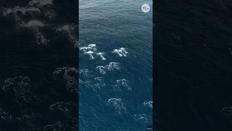 Drone shows dolphin stampede leaping off California coast