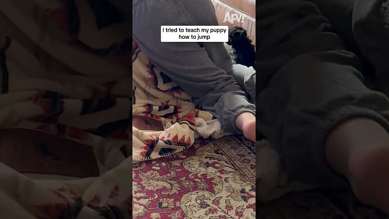I tried to teach my puppy how to jump