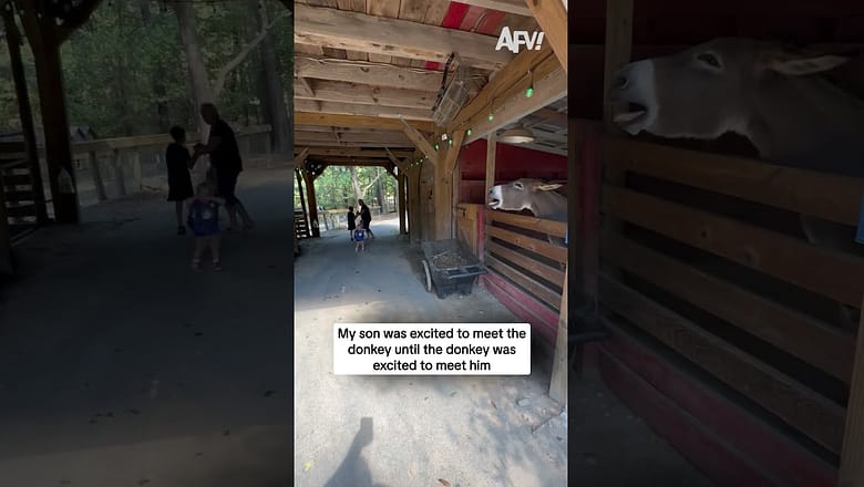 My son was excited to meet the donkey until the donkey was excited to meet him