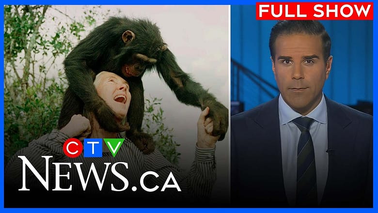 Primatology icon Jane Goodall dies at 91 | CTV National News for Wednesday, Oct. 1, 2025