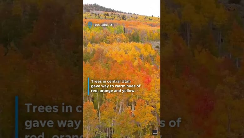 Vibrant fall foliage brings brilliant color to scenic landscapes #Shorts