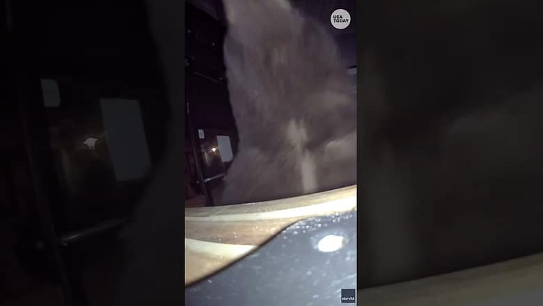 Watch as big black bears break into a gym looking for snacks (and gains, probably)