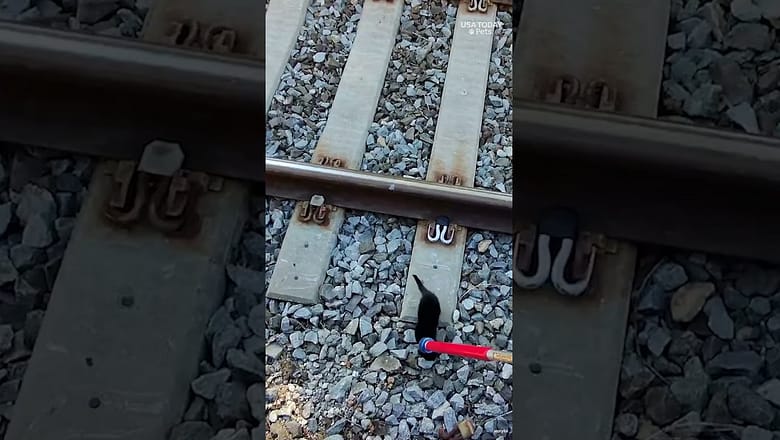 Watch cat rescuers stay calm during daring railway tracks mission