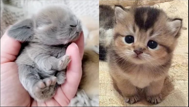 AWW Animals SOO Cute! Cute baby animals Videos Compilation cute moment of the animals #20 2025