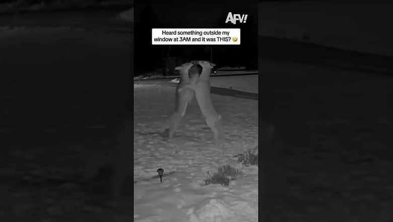 Heard something outside my window at 3AM and it was THIS? π€£