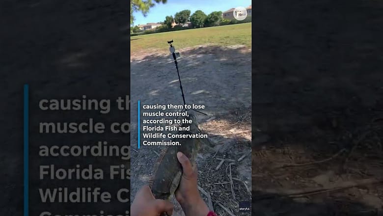 Iguanas fall from trees after temperature drop in Florida #Shorts